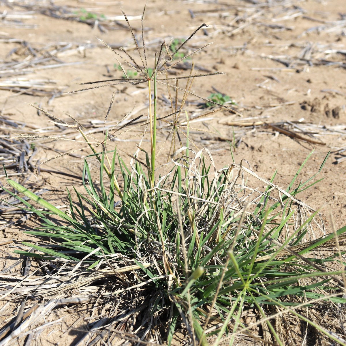 ❓Got windmill grass? 🤔Had trouble killing it? Be honest, who hasn't... 🤨Could it be resistance? ...we want to find out & we NEED YOUR HELP with our research. GOA's doing resistance testing & is after YOUR seed samples. To be involved⬇️ grainorana.com.au/2024-windmill-… @GRDCNorth