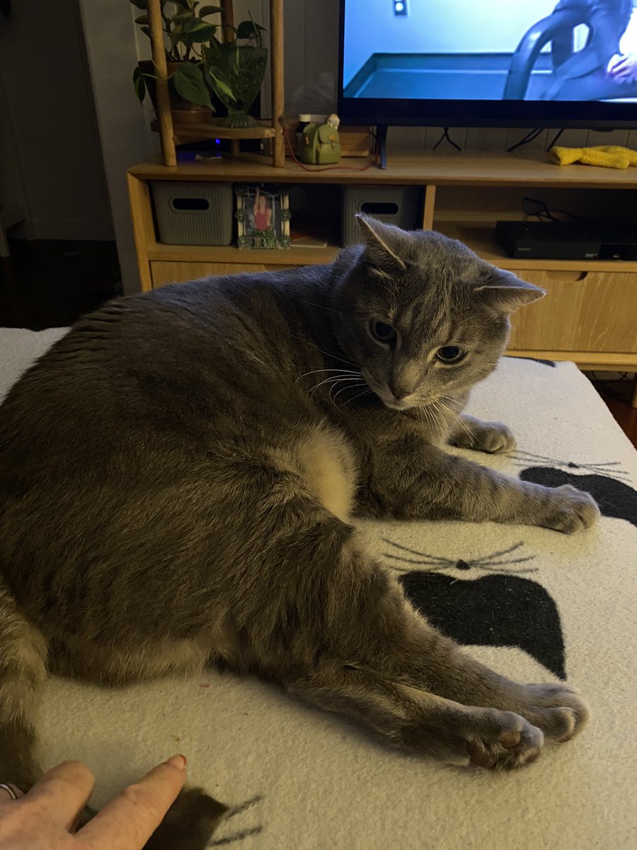 photogfrog's tweet photo. @sarinaseaaa My cat is also named Steve. https://t.co/Ylkpoza2UV