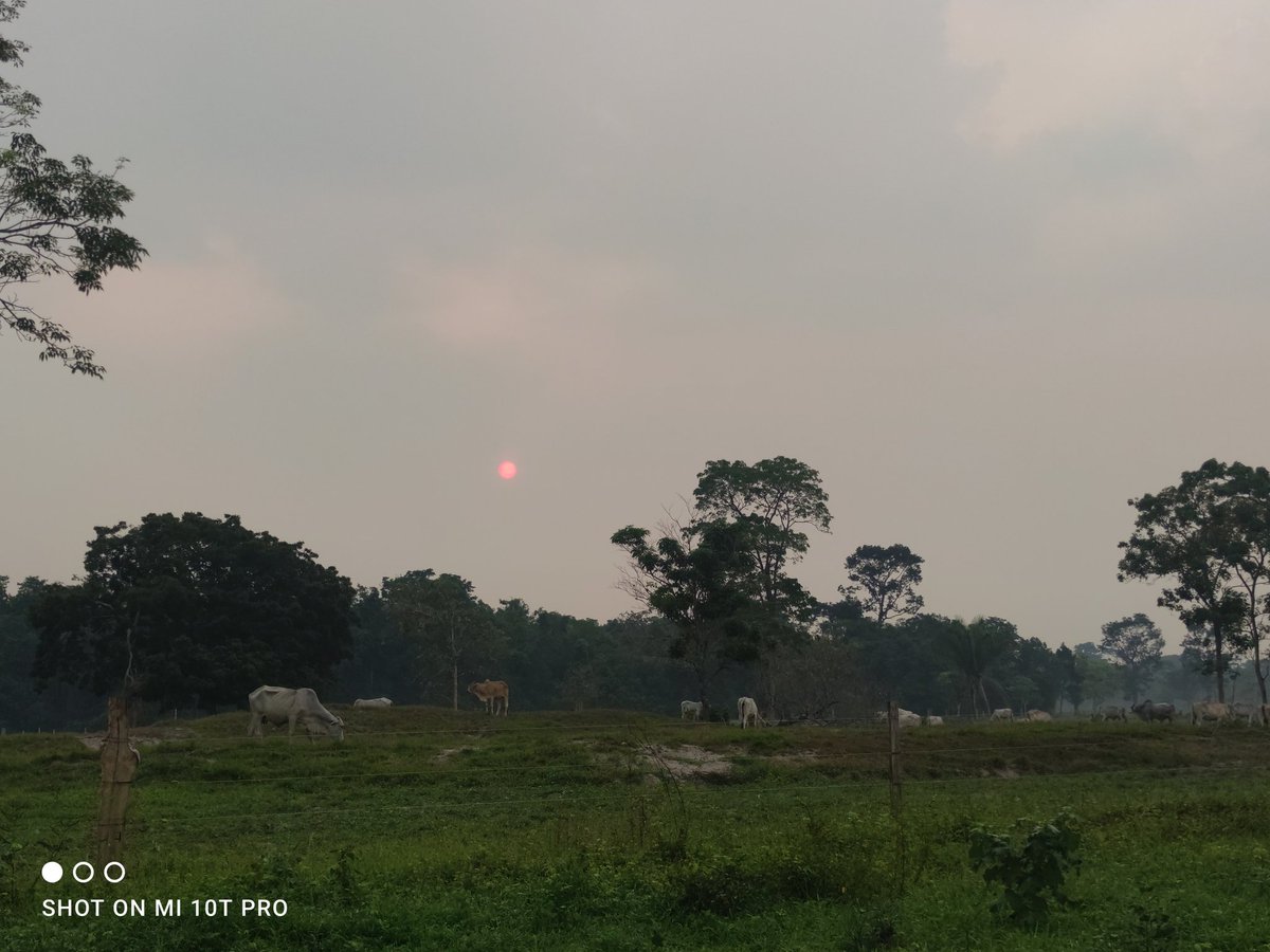 #construyendoganadería sol rojito de verano; nuestro ganado y ganaderos subsistiendo hasta que lleguen las lluvias así recuperar vegetación y pasturas primero Dios @Fedegan @jflafaurie @cucutapasiongan @cimitarraganado @FngFedeganPlato @LocalPintada @Fedegansangil