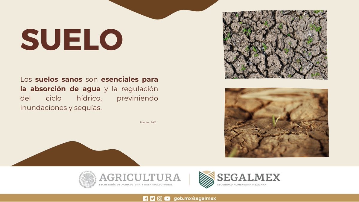 Los #Suelos🌱 sanos promueven comunidades rurales prósperas. Fomentan la creación de empleo y el desarrollo económico local. 👩‍🌾🧑‍🌾🚜