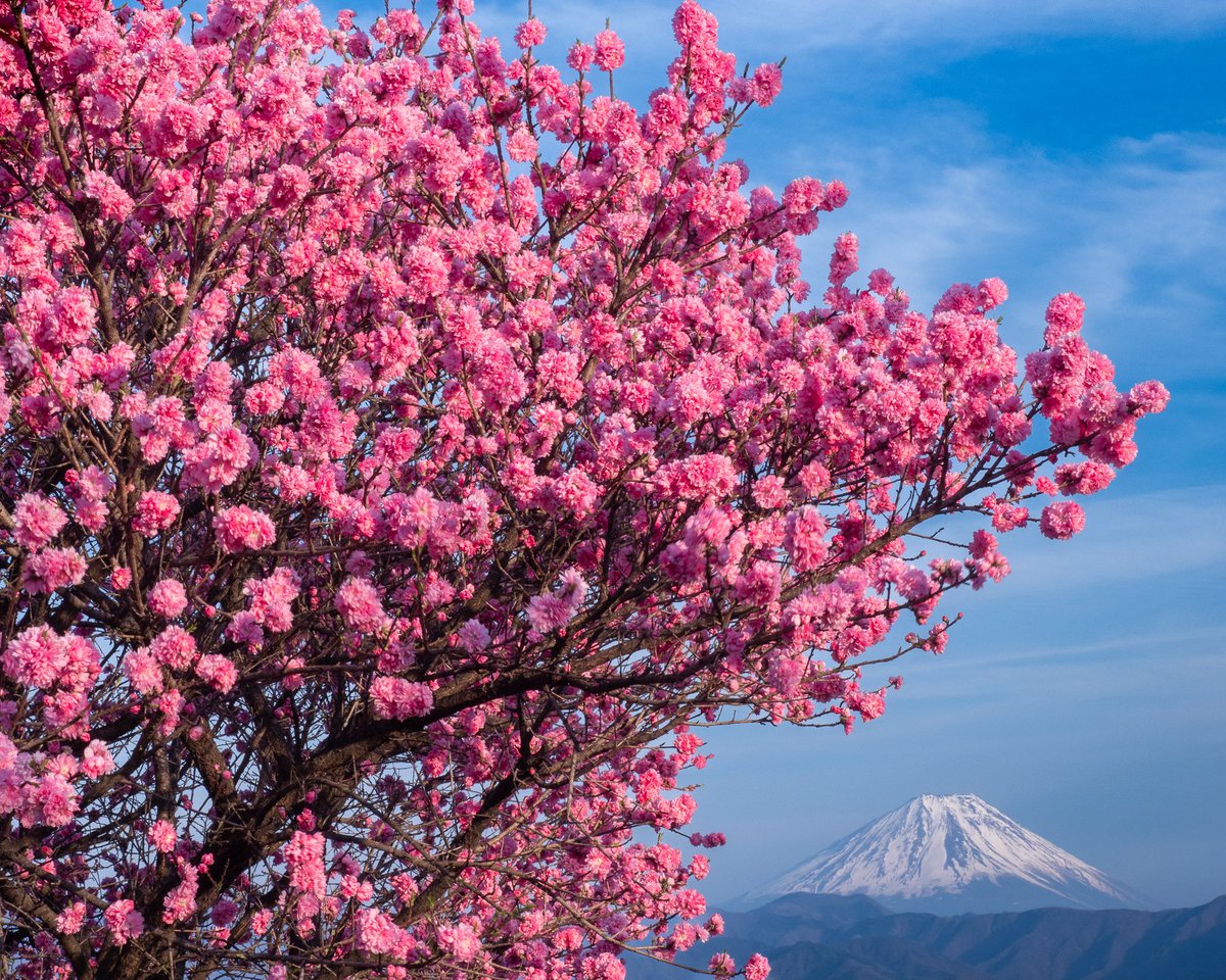 西陽に輝く花桃と富士

南アルプス市にて以前撮影

#富士山 #花桃