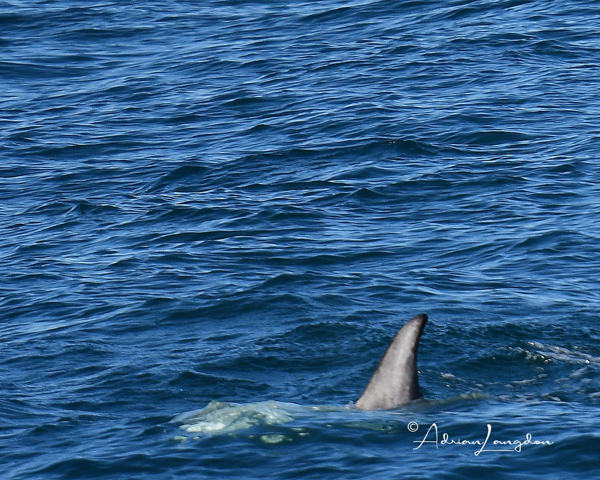 Risso's Dolphin from the Scillonian between Lands End & St.Mary's this morning. @CBWPS1 @CwallWildlife @BobBosisto @camelbirder @JasminaGoodair @IOSTravel @Kernowringer