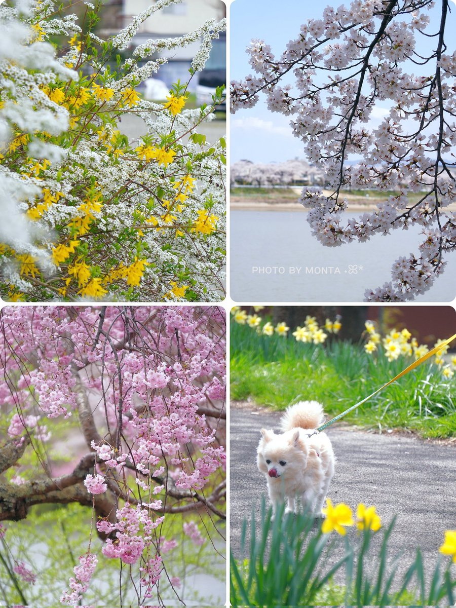 ❀𓏲𓈒⊹⑅ *⋆⸜ ᴳᵒᵒᵈ ᴹᵒʳᐢⁱᐢᵍ ⸝⋆* 　　　 散歩で出逢った 　　　 優しい春景色 　　　　　　　　　 ᴴᵃᵛᵉ ᵃ ᵍᵒᵒᵈ ᵈᵃᵞ♡︎ 𖧧⑅*..ﾕｷﾔﾅｷﾞ⋆ﾚﾝｷﾞｮｳ⋆ｿﾒｲﾖｼﾉ 　　ｼﾀﾞﾚｻﾞｸﾗ⋆ｽｲｾﾝ