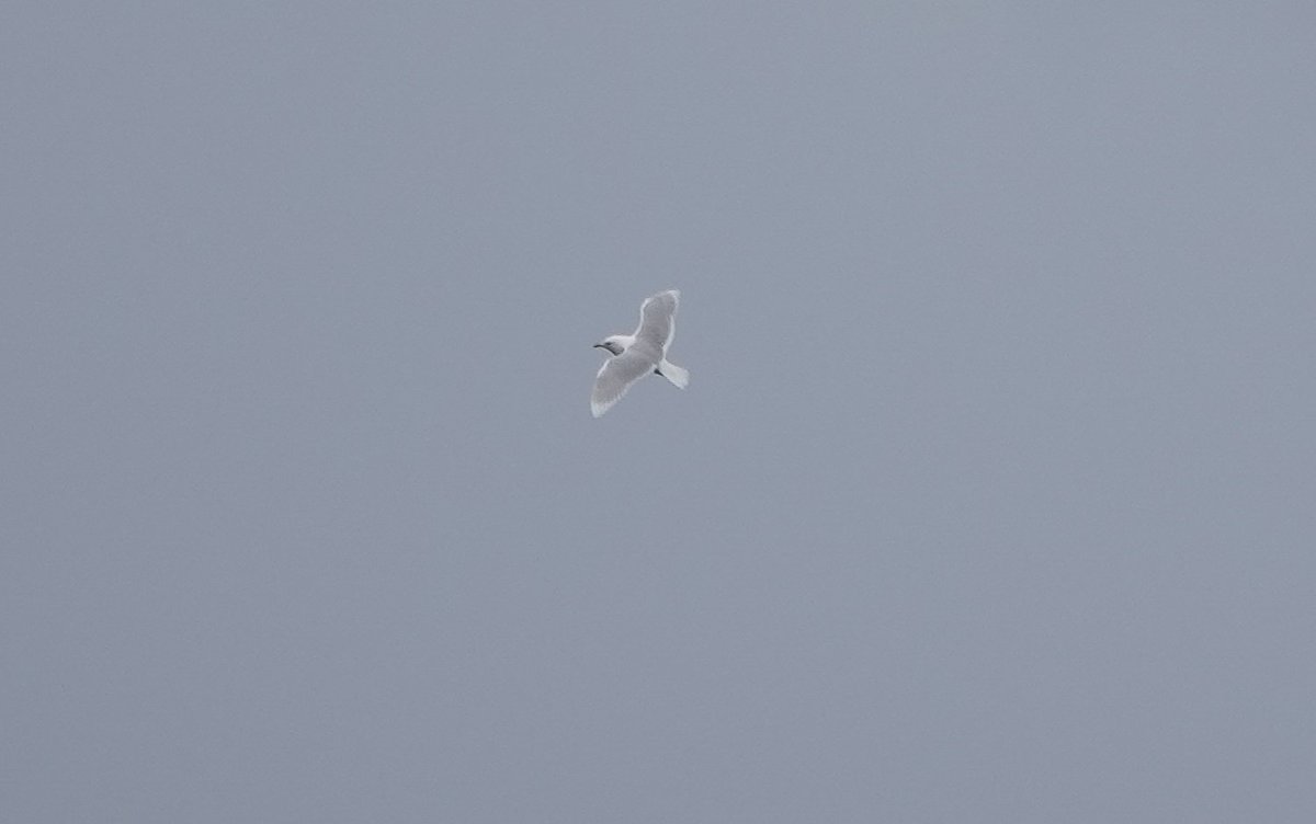 Mostly distant views of a smart adult Iceland Gull today over on Ruiaval. @HebridesBirds @BirdGuides