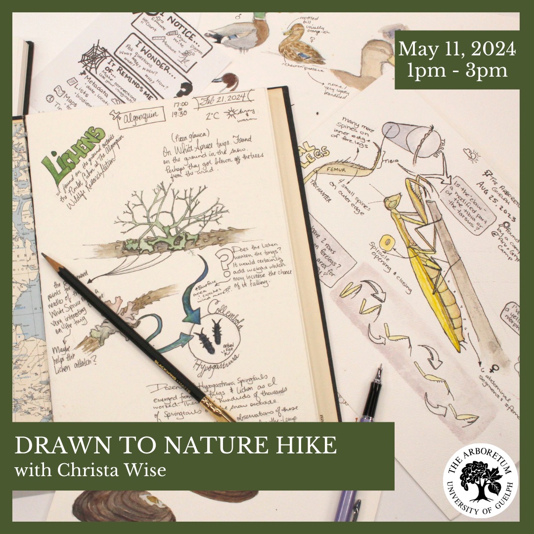 Drawn to Nature Hike! Saturday, May 11, 2024 1PM-3PM Format: In-Person Instructor: Christa Wise, Arboretum Naturalist Intern Fee: $12 +HST per person. Register here: arboretum.uoguelph.ca/educationandev… #UoGArboretum #Guelph #UofG #Nature #Hikes #Art