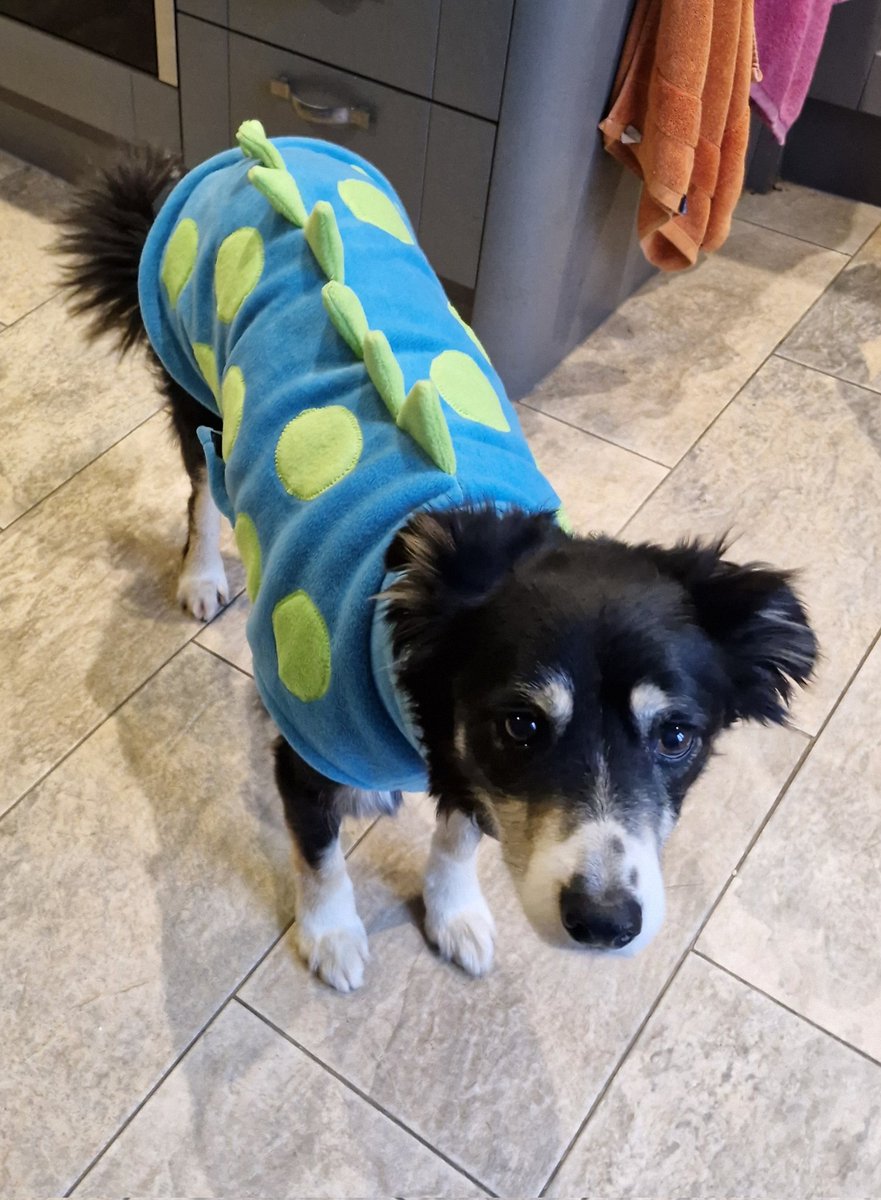 Belle is now a dognosaur 🤣 #olddogs #sheepdog #toastiedog