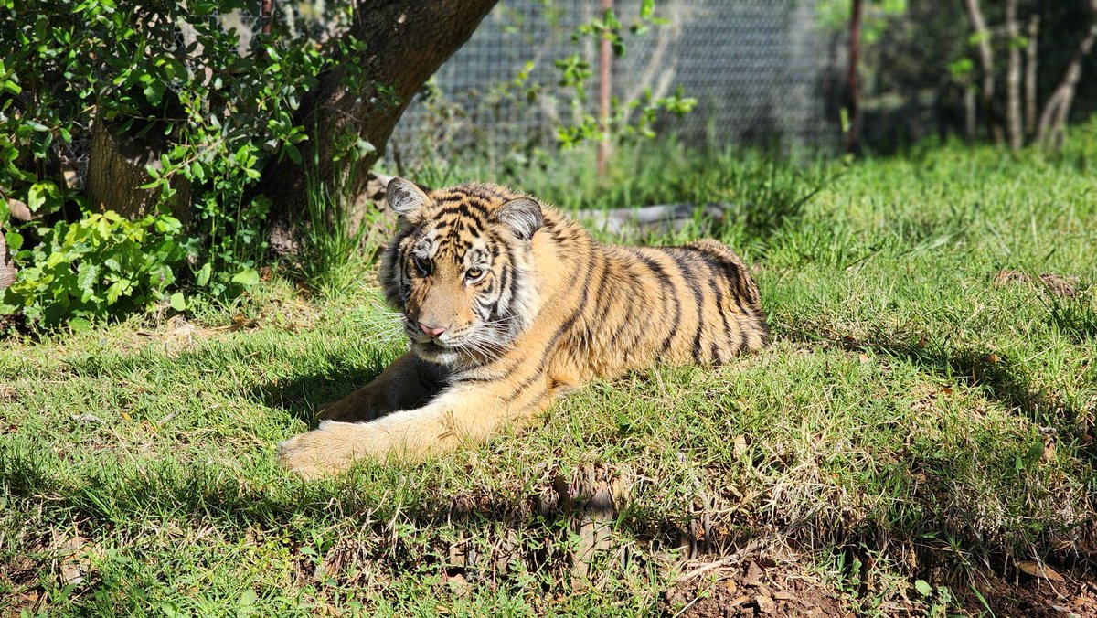 Home sweet home 🐯❤️ Lily the rescued tiger is settling in nicely at her permanent home, @PAWSARK2000. She is enjoying grass and trees now, and is very curious and inquisitive about her new surroundings. Enjoy your sanctuary, Lily -- you've earned it! 📸: PAWS