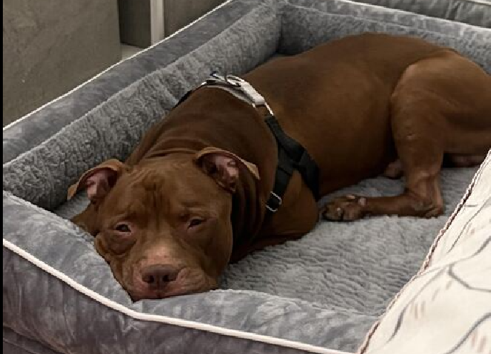 NMBewitched's tweet photo. Billy💔
Back on the kill list for 4/20
https://t.co/IjN0qQH6Fz
At this moment I hate #NYCACC
#SaveOurSeniors
Kennel Stress
We know at home he is divine
#AdoptMe #RescueMe
Social, loving, very playful
His goal is to make his human happy
Our goal should be 2 find him a🏡 https://t.co/R9i2ozrBkJ