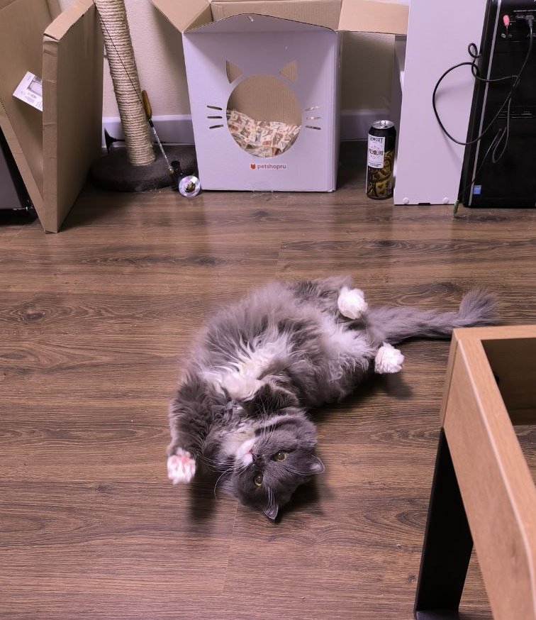 Капельмейстеру близится пиздец tweet media