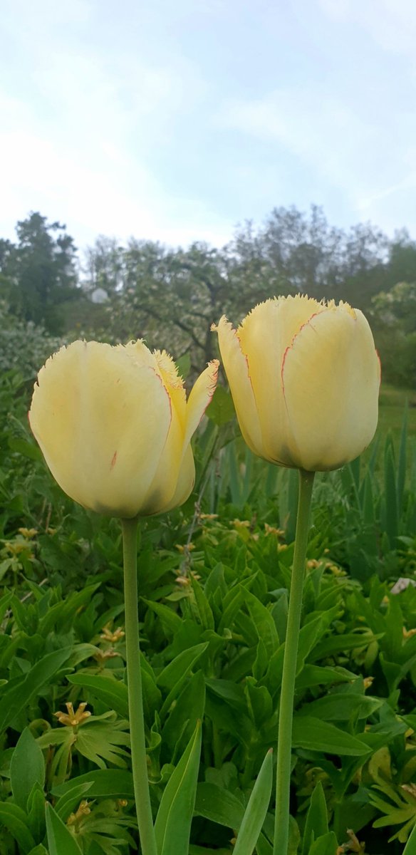 QP your 💛 yellow. Yellow tulips at the bottom of the hill.