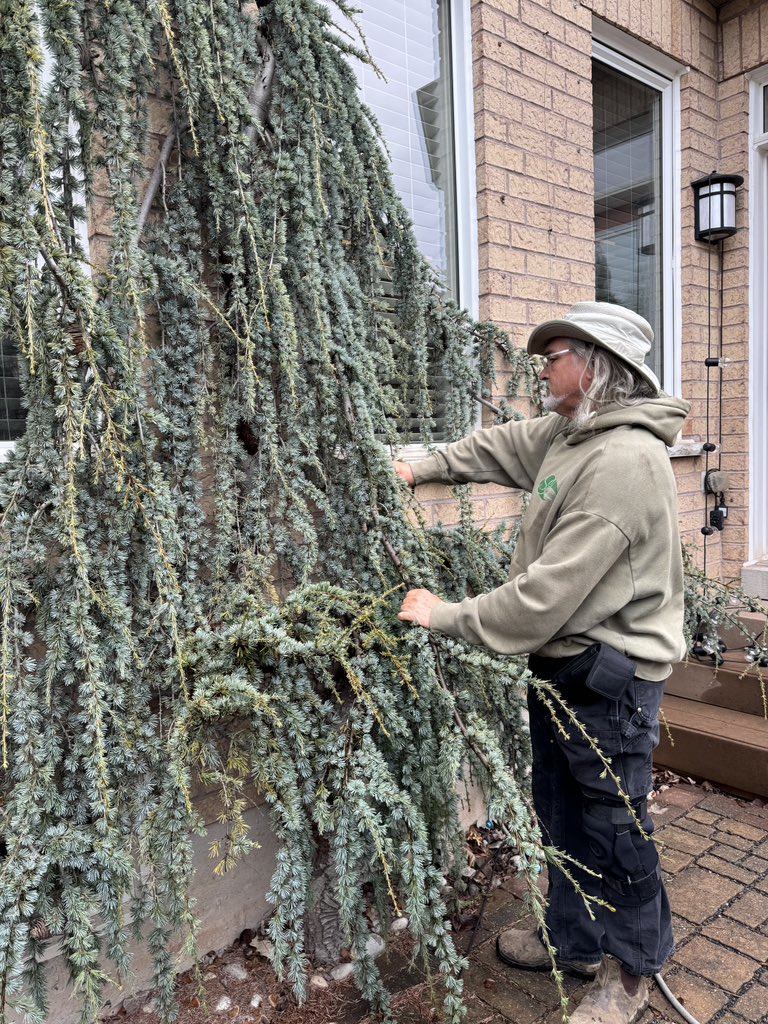 Not often you get to prune something like this Weeping Blue Atlas Cedar, especially when it’s when you planted back in 2011! 😁 (Oakville)