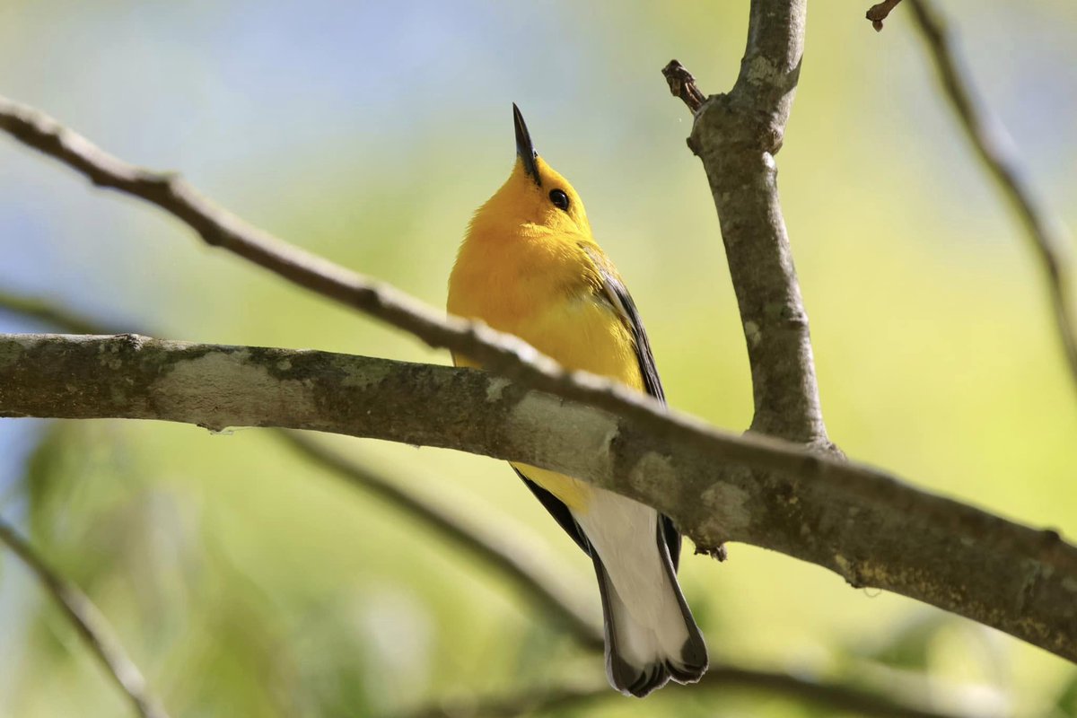 They are small so you might not see them, but you can hear them throughout Rice Rivers Center. The prothonotary warblers have returned for the spring and summer. Photo: @candrews804