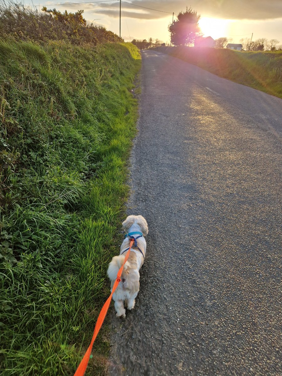 Sunshine on leash