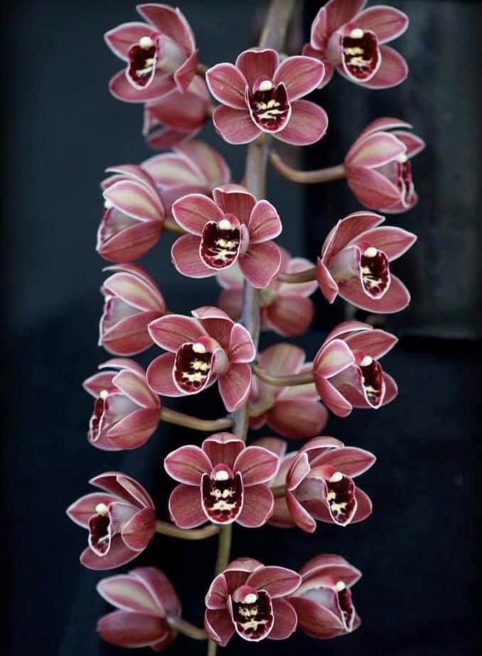 Cymbidium Memoria Ruth Burson ‘Ashley’
Cymbidium (Devon Gala x Phar Lap)
The flowers are  a little cuppie, but really cute!  They are well arranged on a nice pendulous inflorescence!