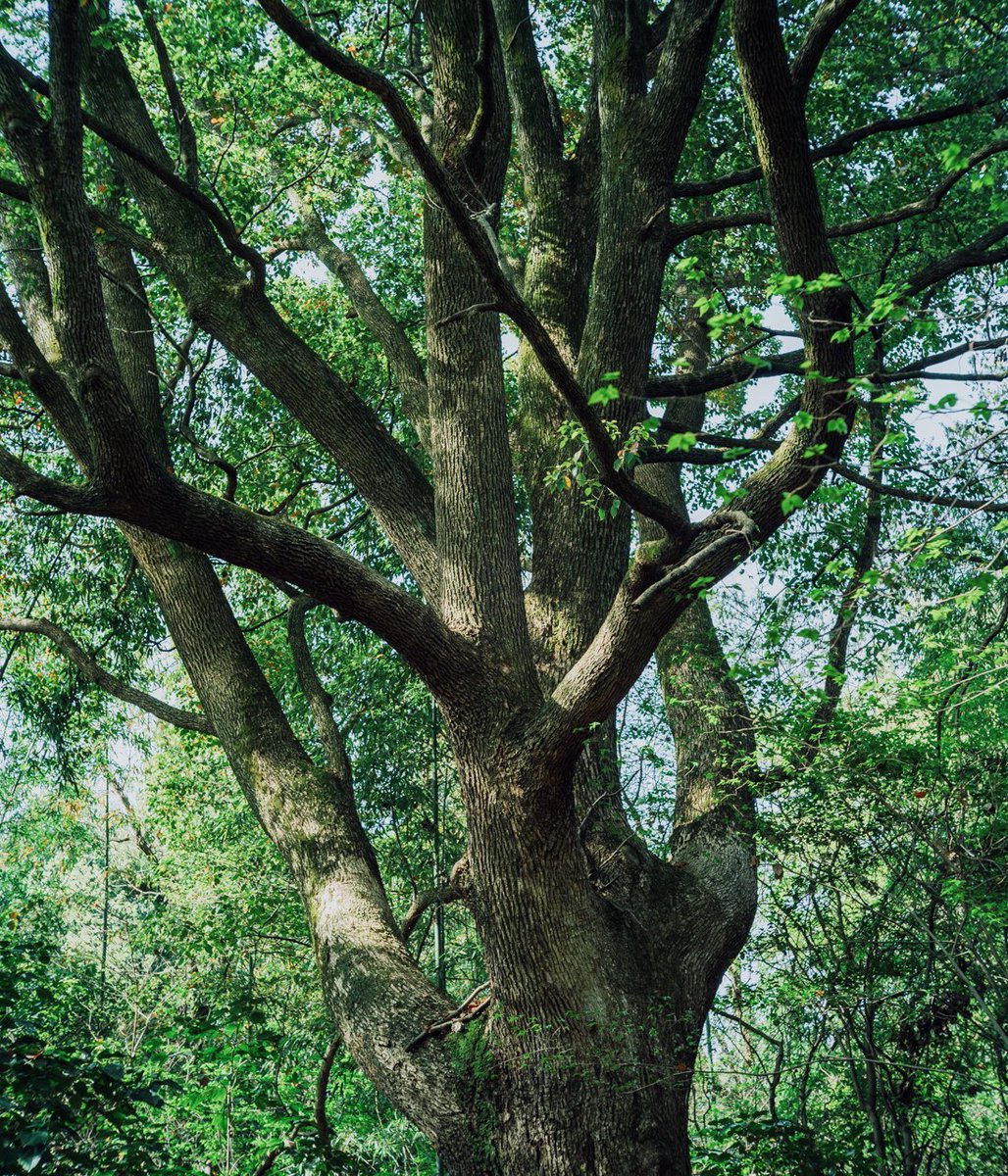 tree.

FUJIFILM GFX50SII
NIKKOR S 5cm/1.4