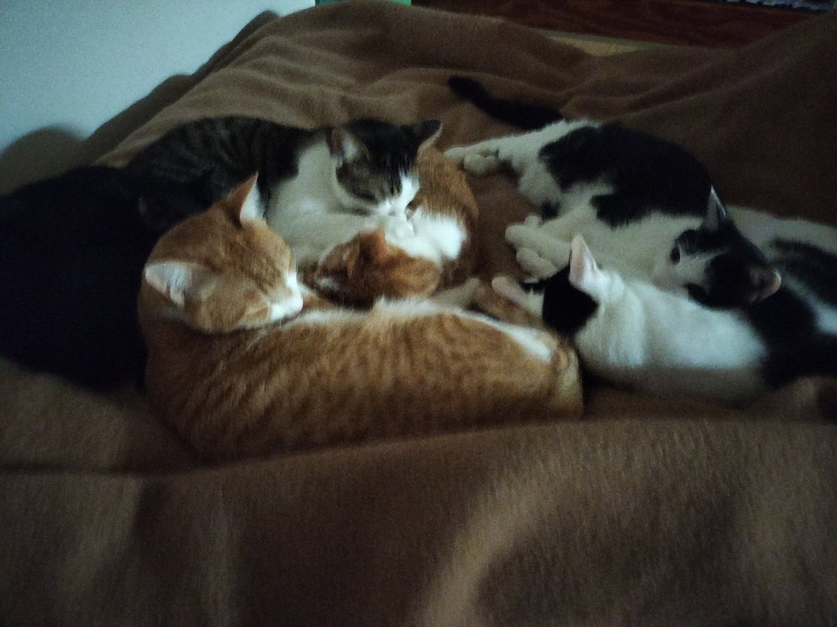 毛布で固まる猫たち
#こうちゃんファミリー
#猫のいる幸せ 
#catlovers
