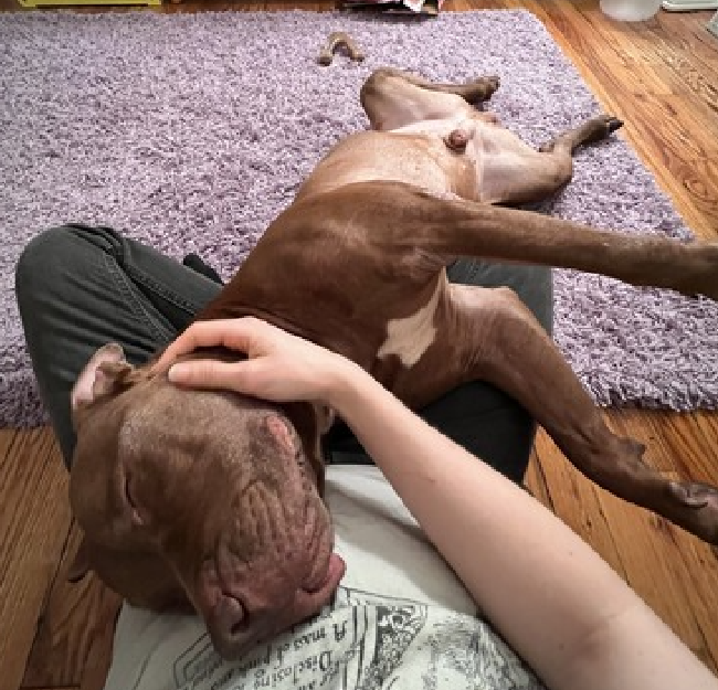 NMBewitched's tweet photo. Billy💔
Back on the kill list for 4/20
https://t.co/IjN0qQH6Fz
At this moment I hate #NYCACC
#SaveOurSeniors
Kennel Stress
We know at home he is divine
#AdoptMe #RescueMe
Social, loving, very playful
His goal is to make his human happy
Our goal should be 2 find him a🏡 https://t.co/R9i2ozrBkJ