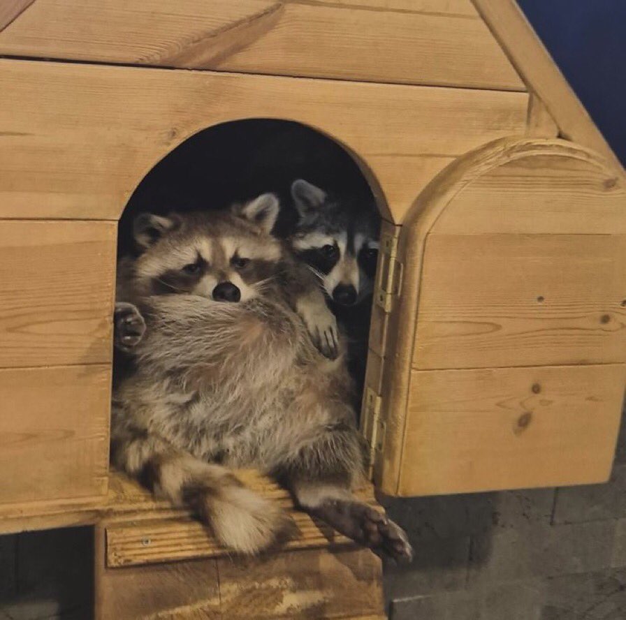 “YOU KIDS GET OFF MY LAWN!” 🦝 (Why is there no lawn emoji?!)
