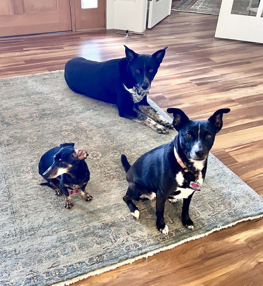 Fscottw2write's tweet photo. I will not be writing alone this week. These 3 roomies will be good company. #adventuresinpetsitting #WritingCommmunity #pets #dogs https://t.co/jVlkSefYuY