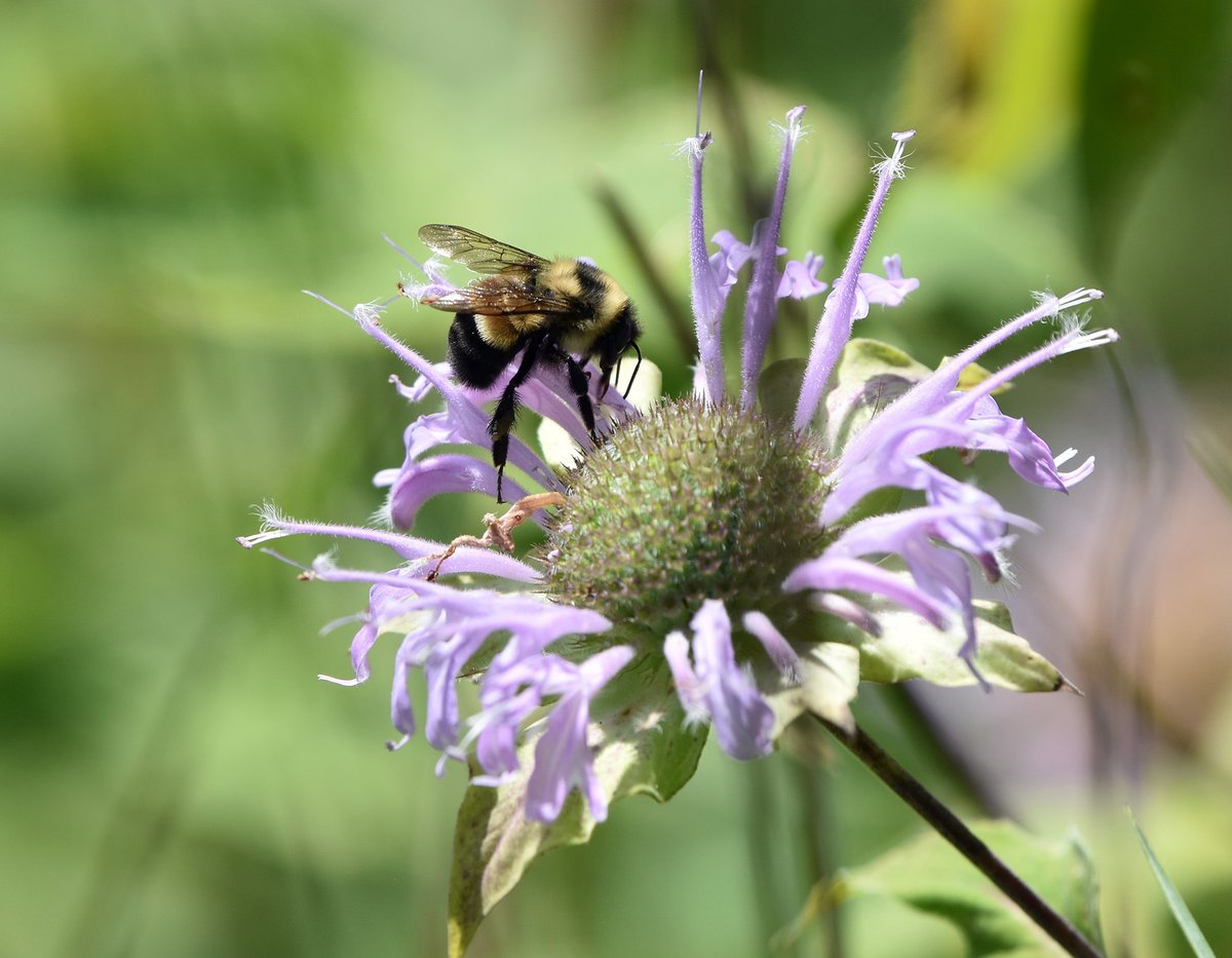 Rusty-patched bees are an endangered species facing potential extinction, but #ColoradoState and many partners across the U.S. are collecting data to inform the conservation effort 🐝

Learn more about these bees and the programs put in place to save them: col.st/zSOYc