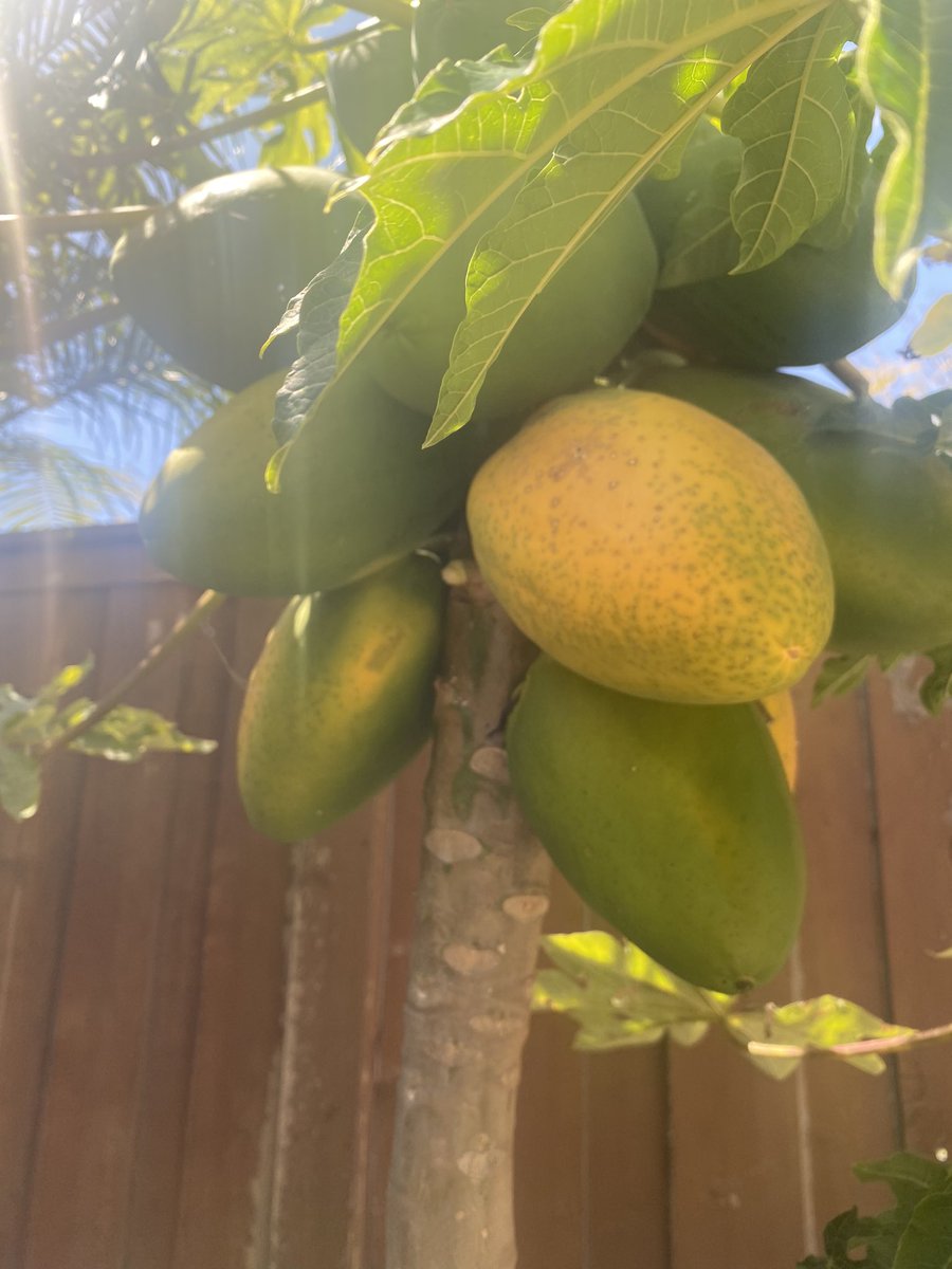 Papayas doing their thing in this Desi backyard