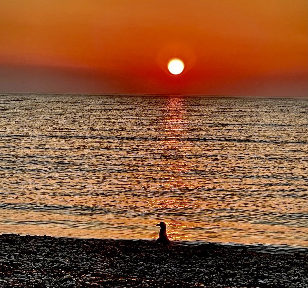 Seagull enjoying a beautiful sunset 🌅