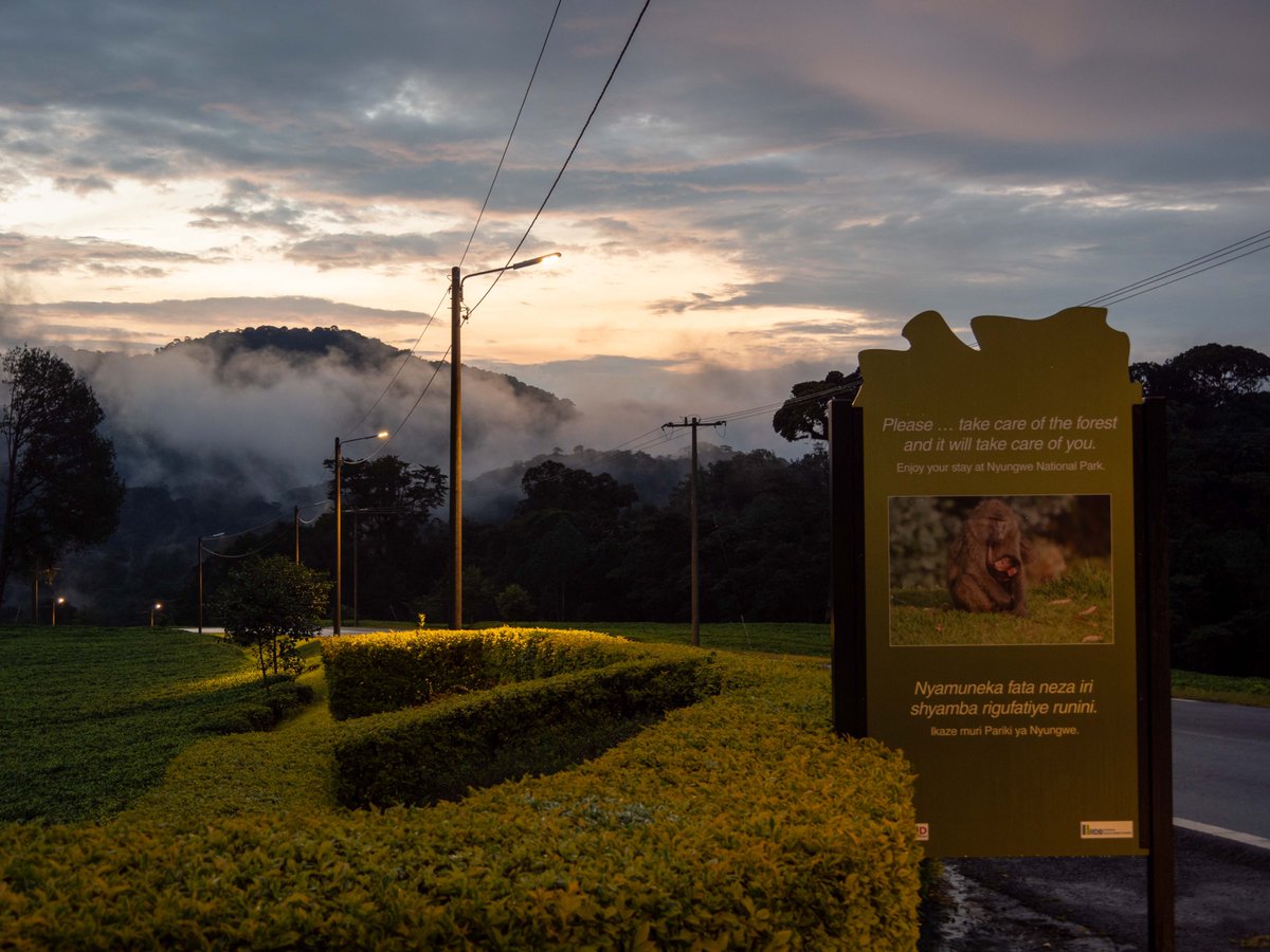 🌿Happy #InternationalDayForMonumentsAndSites! @NyungwePark, nestled in @RwandaSouth, was inscribed as a @UNESCO World Heritage Site in September 2023. Its designation signifies a commitment to conservation, preserving its natural beauty for generations to come, and fostering