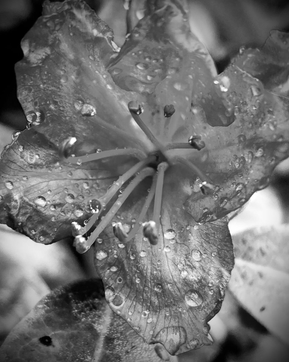 #NaturePhotography
#Naturephotography
#photography #Photography 
#nature #naturelovers
#flower #raindrop #Thursday
#rain #outside #seasons 
#April #naturesbeauty #shadesofgrey
#Spring #Aprilshowers