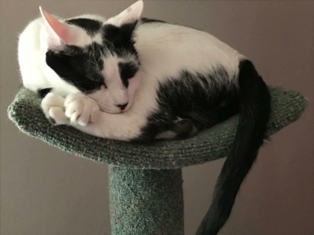 SAFEteamrescue's tweet photo. Adoptable duo Saski and Webster say Happy Purrsday! 

These Bonded Buddies are settling at their foster home while waiting to be adopted together! 

#safeteamrescue #adoptdontshop #adoptapair #fosterkitty #fosterssavelives #edmontonadoptables #yeg #yegcats #catlovers https://t.co/82cIxZ1KKO