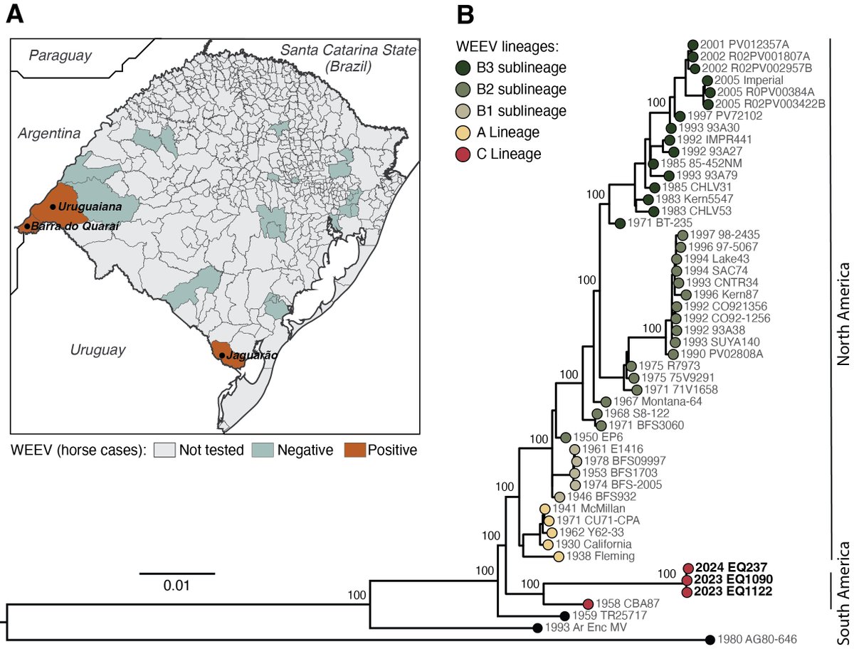 We identified a novel Western equine encephalitis lineage associated with the ongoing outbreak in South America (2023-2024). Great collaboration with @aascarpellini @Richardssalvato @GabrielWallau @jaderccardoso 🦟🦠🐎🇧🇷