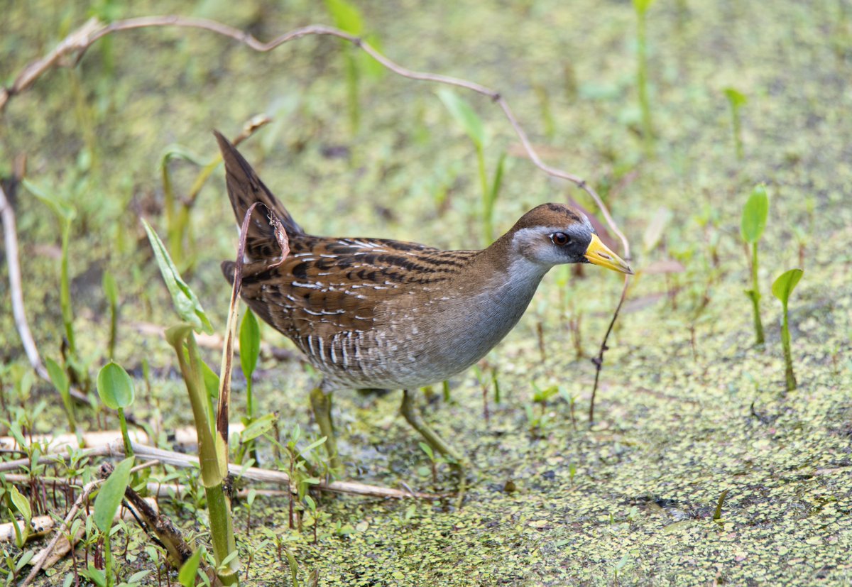 dcfeng's tweet image. See what I got today😀@drennack