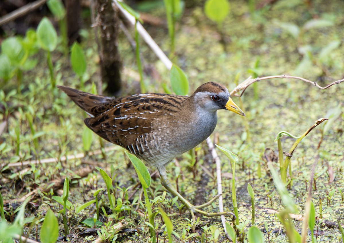 dcfeng's tweet image. See what I got today😀@drennack