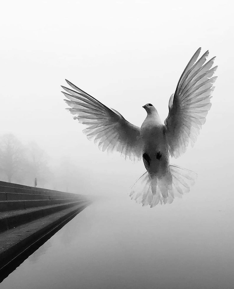 '...you can travel like seagulls. But flying like them is not easy, because human beings carry memories with them... and memories bring us down.' Sandor Marai Photo by net