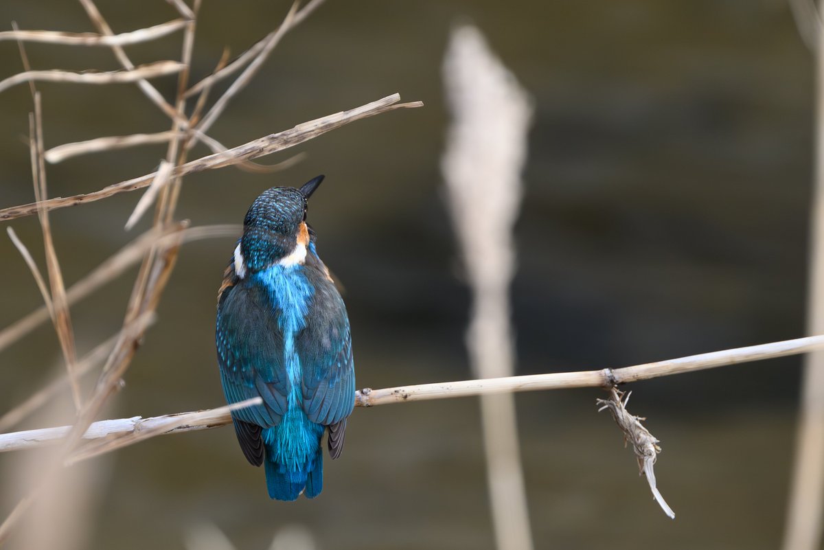 さぁ飛ぶぞ
#野鳥
#カワセミ
#Nikon
#Z9
#Z863