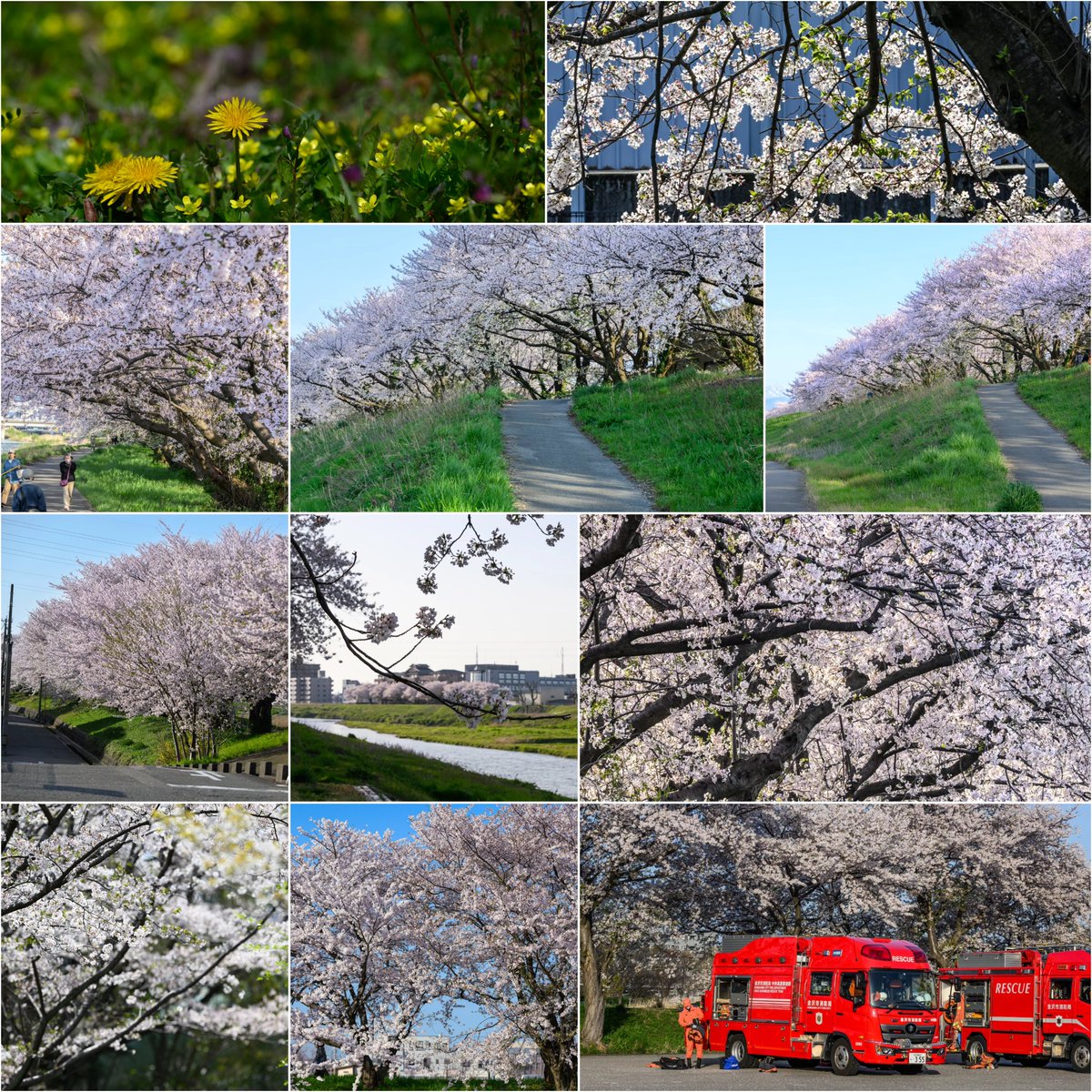 満開の桜
#桜
#Nikon
#Z9