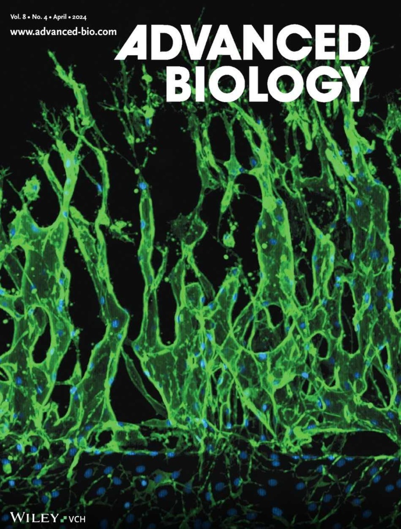 Check out the front cover of the latest Advanced Biology journal! 

It features an image captured by #TAMUbme PhD students James J. Tronolone & Nadin Mohamed, showing the growth of lymphatic vessels from their engineered microfluidic chip device. 

Read: tx.ag/LChip.