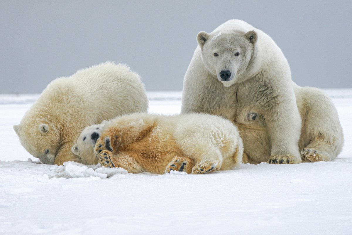 Polar bear mother with cubs, northern Alaska 🐻‍❄️🐻‍❄️❄️

#AnimalsLover #Wildlife #PHOTOS #USA