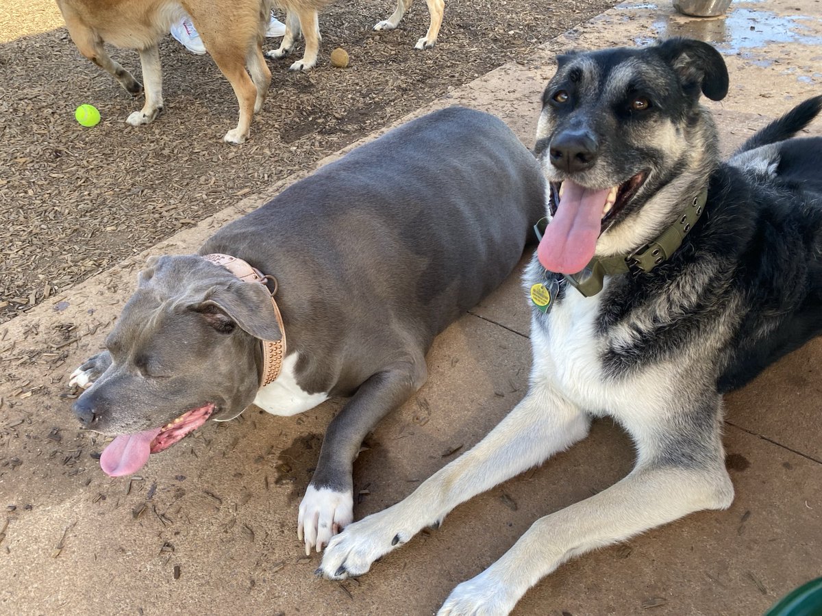 This big girl came up and laid right next to Hatcher. It’s almost like we are at the doggos bar and she trying to pick him up…. ❤️❤️