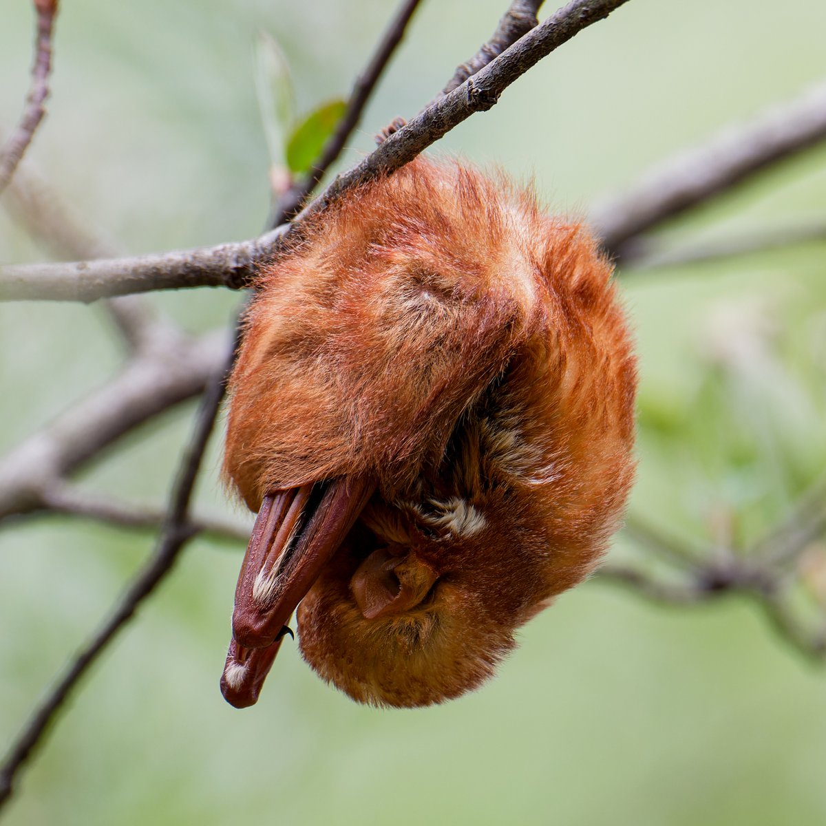 Eastern Red Bat asleep in the Central Park Ramble yesterday