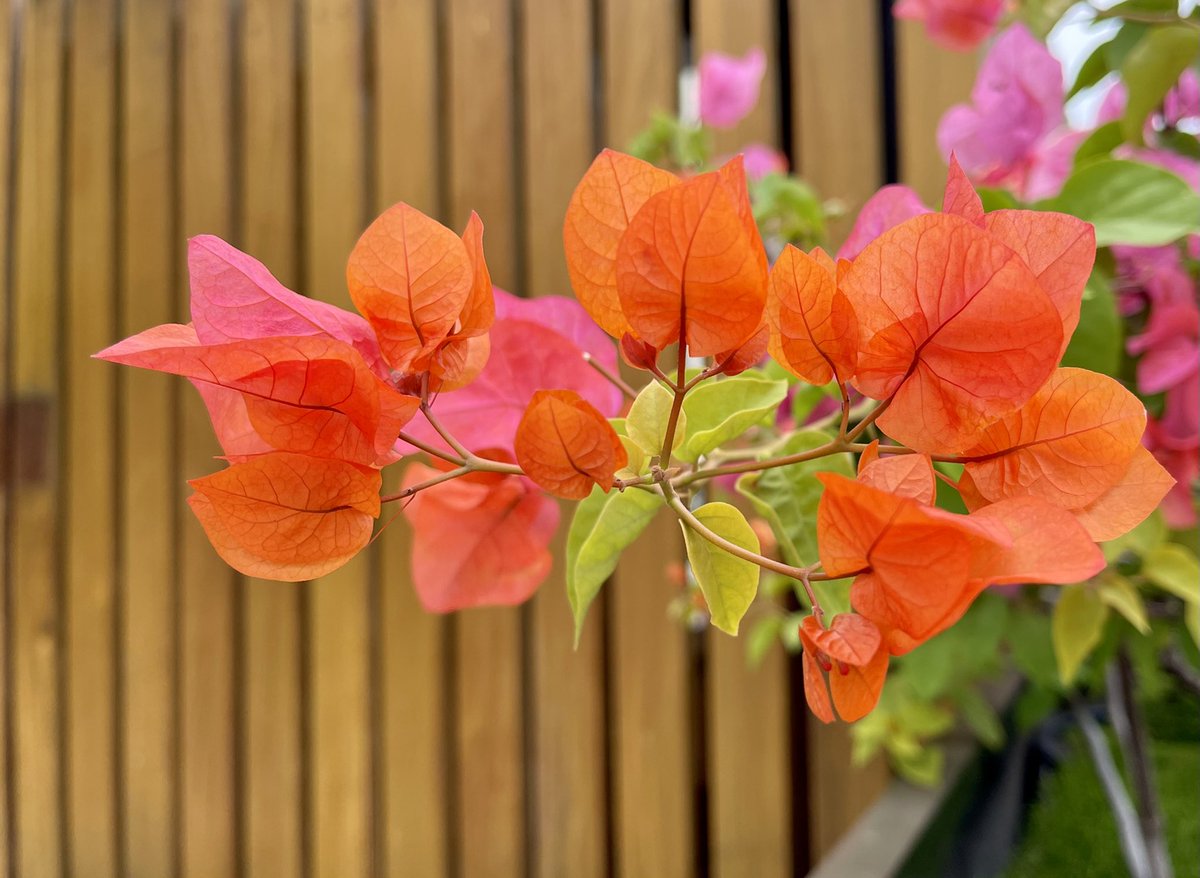 I’m giving a shout out to the @CairnsTaipans & @CQU today! Taipans because they wear orange like this bougainvillea & I’m #orangearmy & #CQU & @CQUniversityVC for continuing to sponsor the Taipans as its inaugural high-performance partner! See cqu.edu.au/news/1139112/c…! 🐍🏀🌟👏🏽