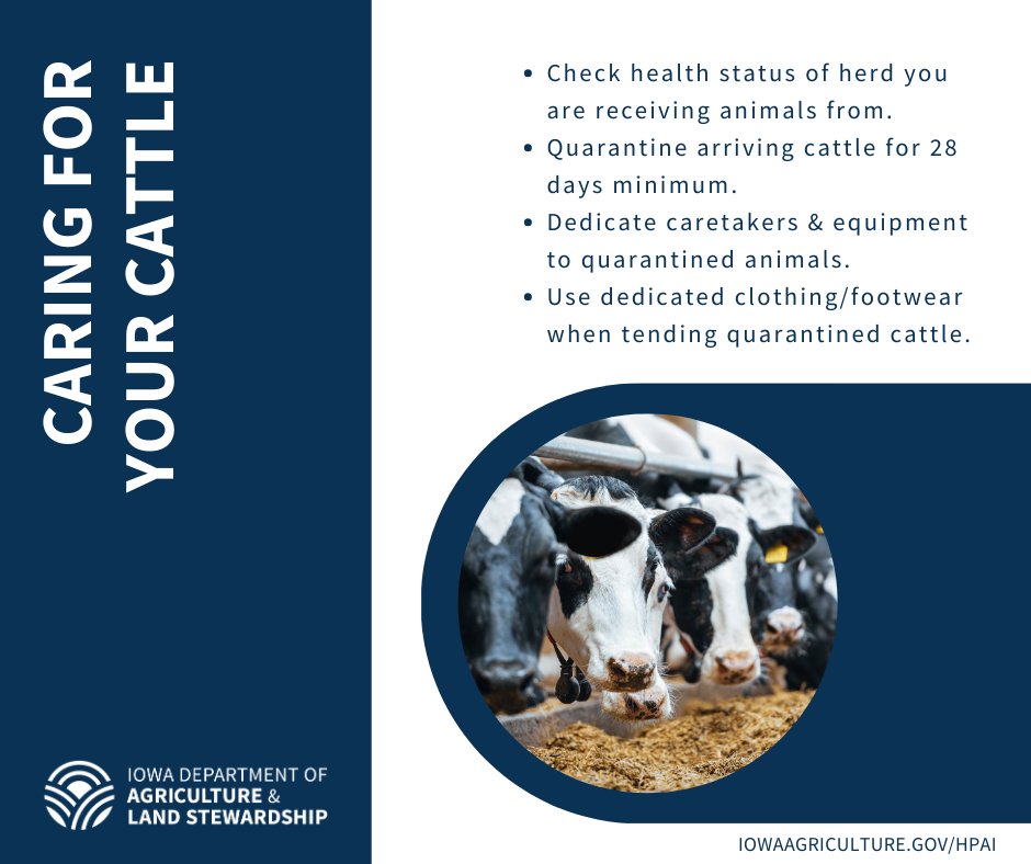 Dairy producers, have dedicated caretakers, equipment, clothing and footwear when interacting with quarantined cattle. For more information, visit iowaagriculture.gov/HPAI