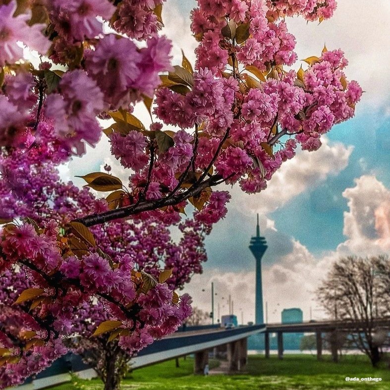 🌸✈️ As we wave goodbye to Europe's cherry blossom season, did you catch the spectacular sights in cities like Oradea, Bonn, Prague or Düsseldorf? Did you experience this stunning season? Share your photos and stories with us!👇