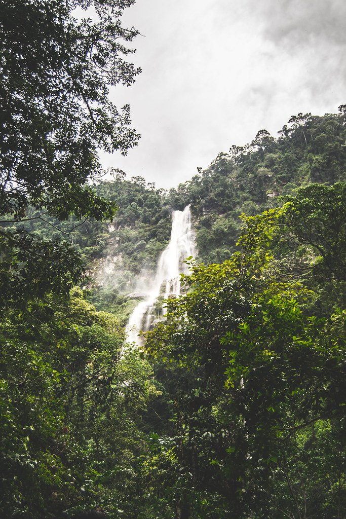 Asimismo, junto a la megadiversidad de las hermosas tierras selváticas vienen mitos que refuerzan la identidad y sentido de pertenencia de los pobladores que las habitan, y refuerzan la de un club, como la figura del tunche en este nuevo discurso crema. 📸Omar Prado (Flickr)