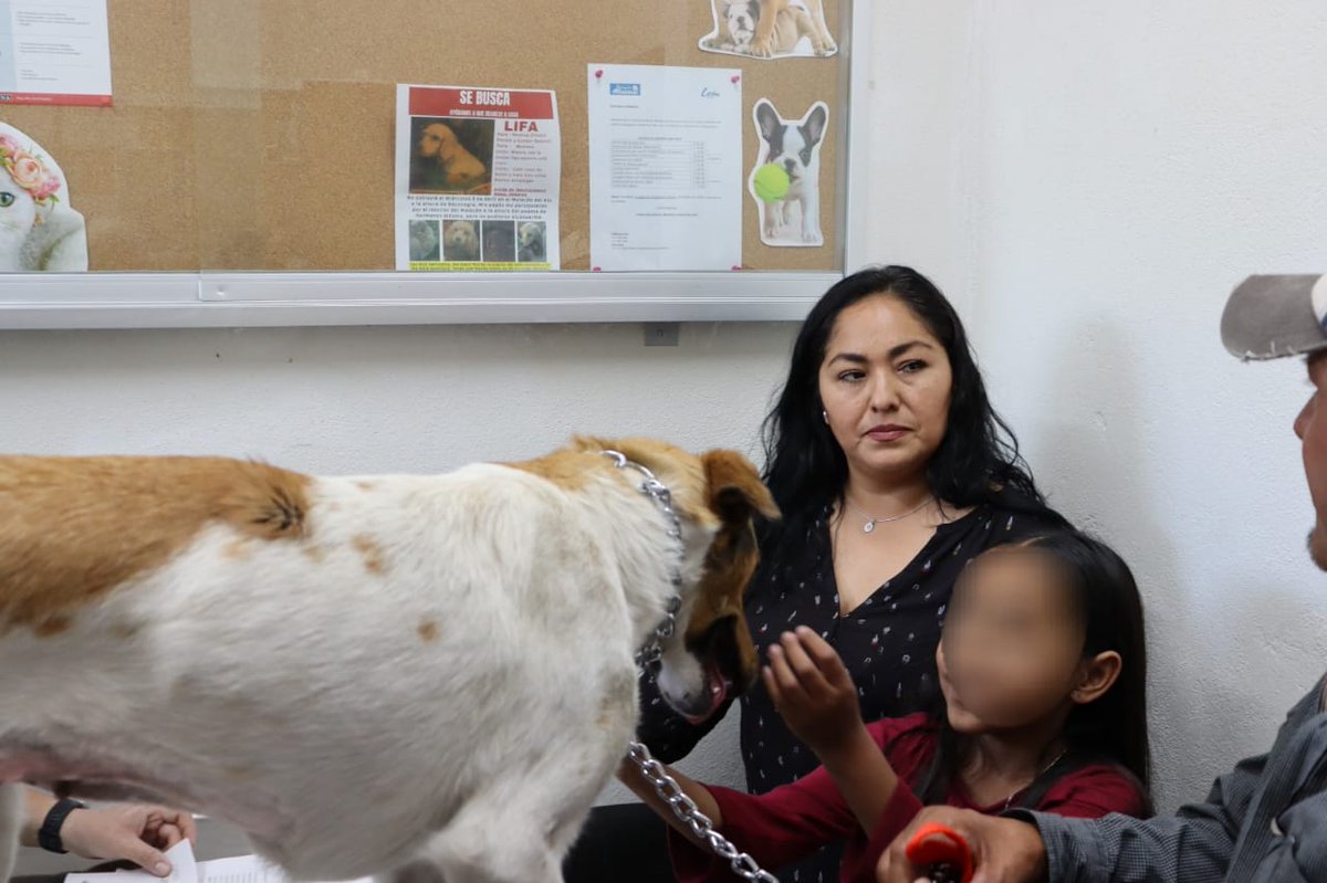 municipio_leon's tweet photo. ¿Te acuerdas de la perrita de Brisas del Campestre que fue rescatada de un pozo?
Hoy encontró un hogar lleno de amor 🤍
¡Libertad🐶 ya tiene una familia que la cuidará! Además, es uno de los primeros con chip de localización del CCBA @LeonSaludable. 

¡Adopta y cambia vidas! 🐾 https://t.co/NdjB7RTCkR