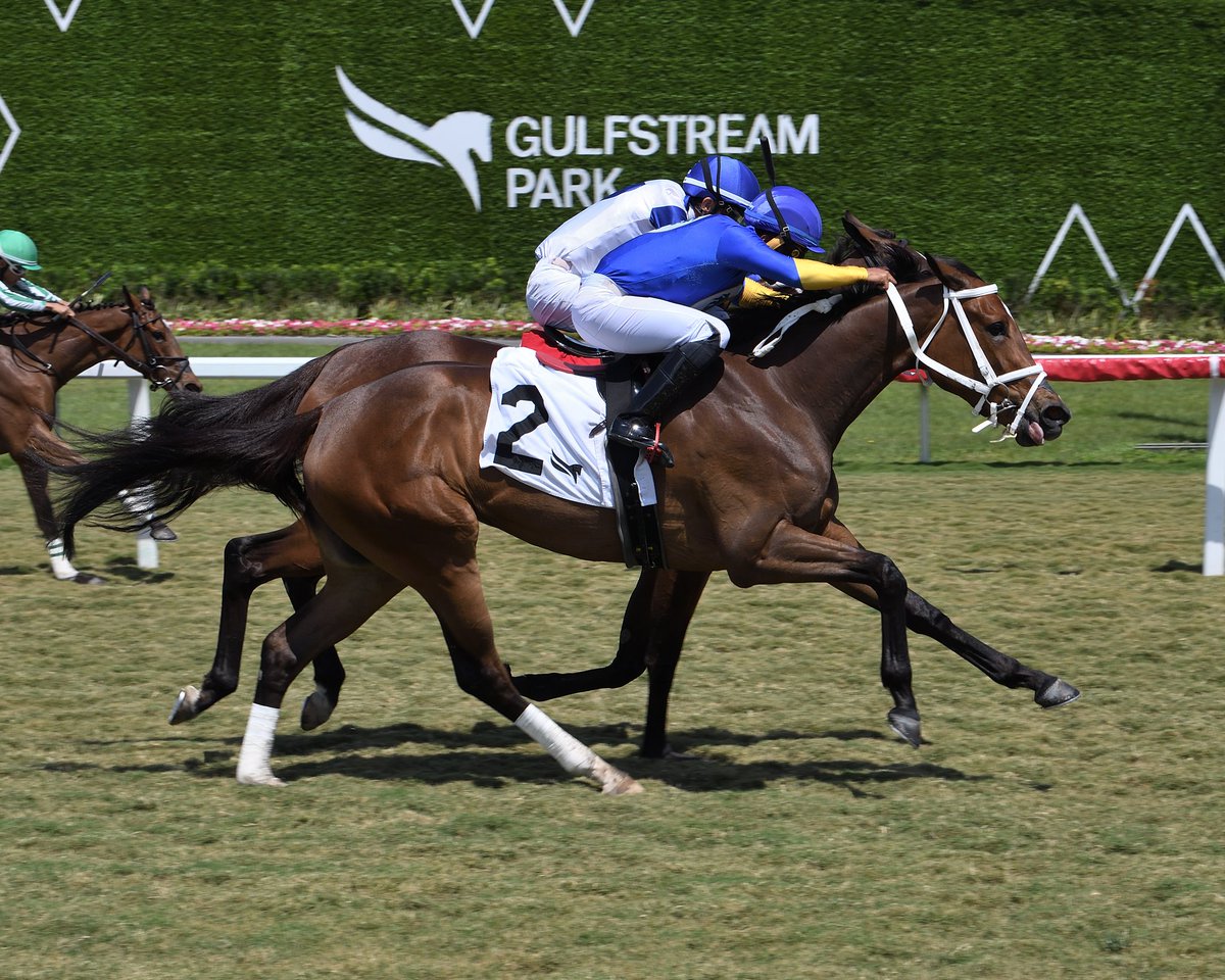 #Resumen #GulfstreamPark Jueves 18 de Abril 2024: 👉hipica.tv/gulfstream-par… 📷 @RyanFromChicago / @coglianesephoto.