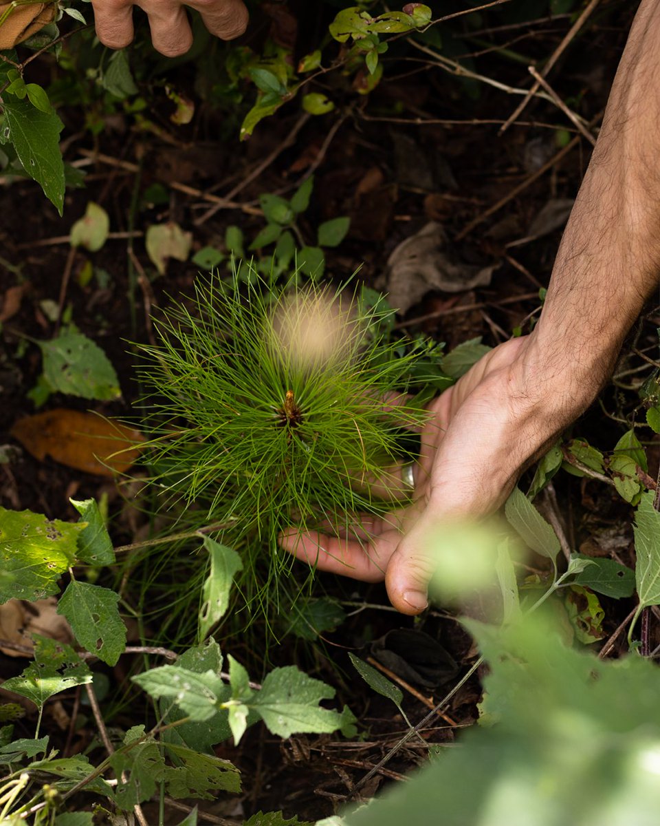 Become an agent of change through reforestation!

Our Online Carbon Platform will track the progress and data from our reforestation sites and allow users to replicate it! Check out our link in bio for more information and join us to take a stand against climate change!