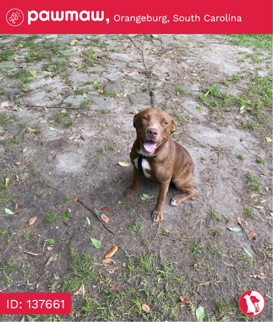 Lucy - Lost Dog in Orangeburg, South Carolina, 29115

More Details:
pawmaw.com/lost-lucy/1376…

#LostPetFlyers #pawmaw
#LostDog #LostPet #MissingDog
#LostCat #FoundDog #FoundPet