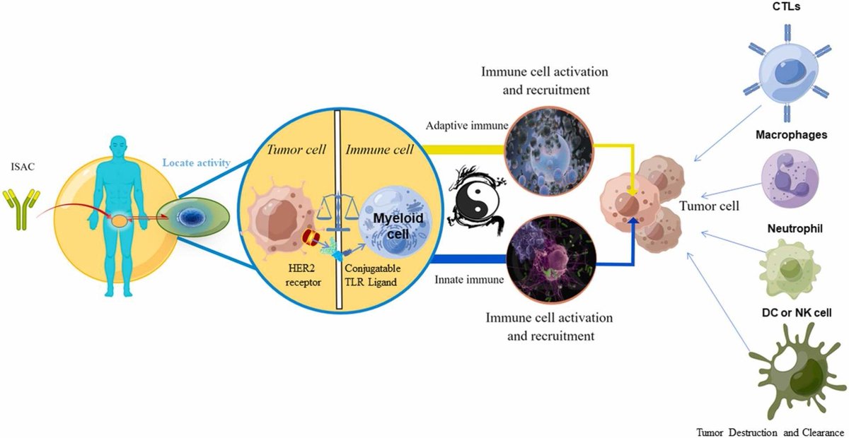 Amazing review on the composition and function of immune-stimulating antibody conjugates, incorporating current design considerations and ongoing clinical trials: authors.elsevier.com/sd/article/S10… #antibodyconjugates #PharmacolRes #openaccess #Research #PharmaTwitter #MedTwitter