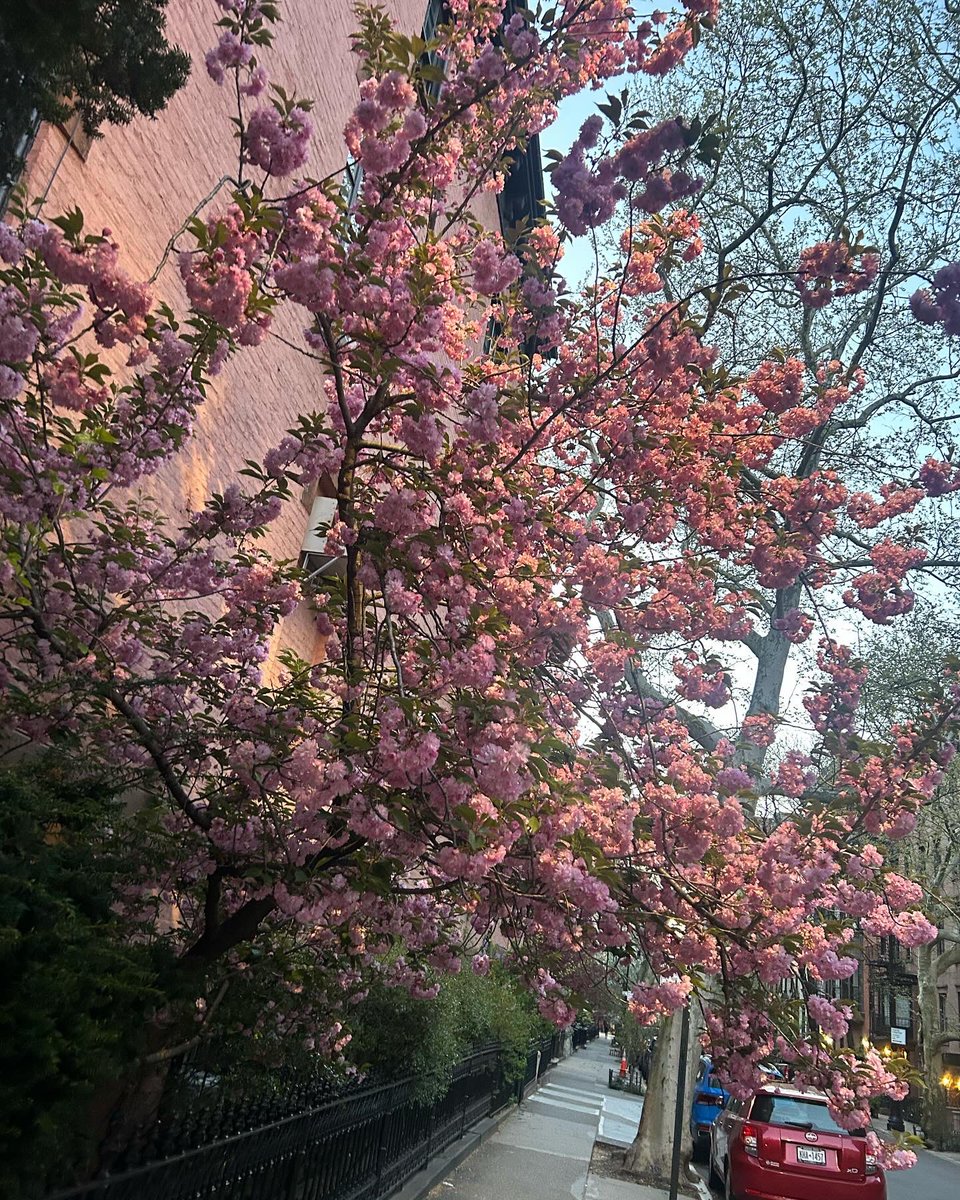 #clintonstreet #cobblehill #Brooklyn #NewYorkCity #CherryBlossom #SAKURA #nature #NatureLover #StreetStyle #streetphotography #mobilephotography #AnimeArt #Spring2024 #photooftheday #newyorkstateofmind #brooklynphotography