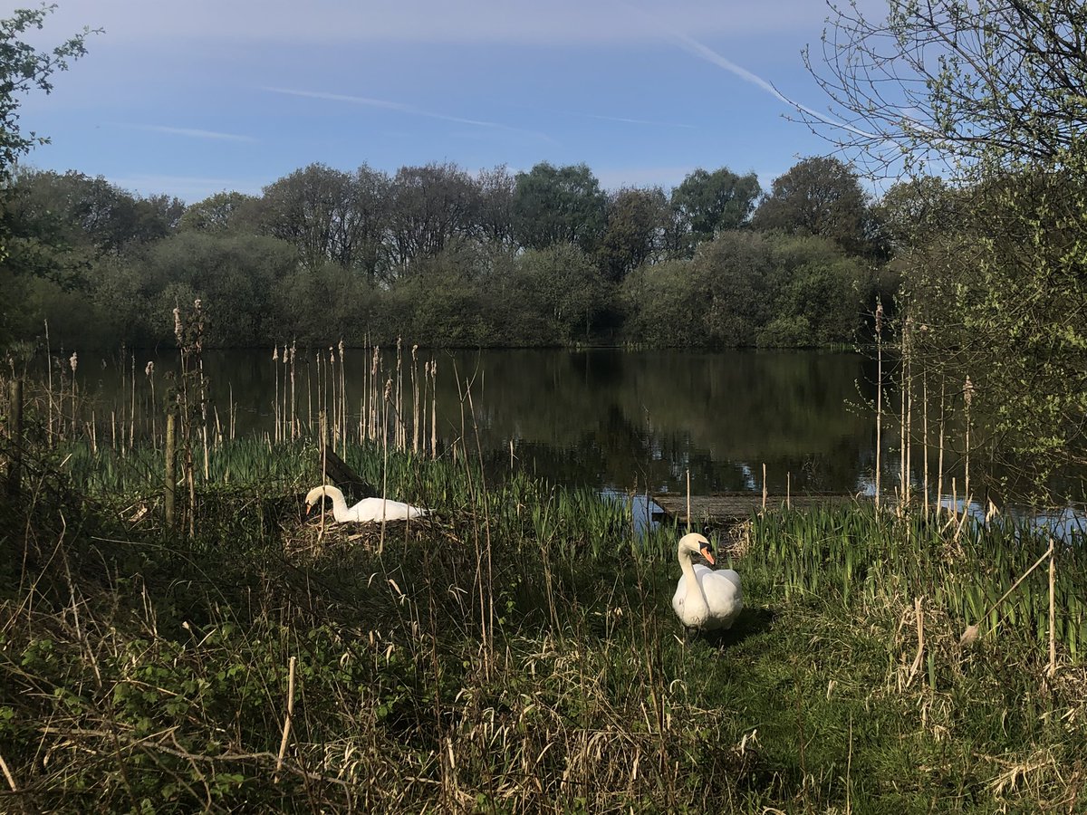 SwanwatchUk's tweet photo. I can confirm that Mute swans
Winnie & Piglet have 6 Eggs laid π₯°π
#Swansnest
2022 - 1 JUVENILE
2023- 4 JUVENILES
2024 - 6 EGGS LAID .. https://t.co/B3PrwLqGic